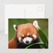 Schattige Rode Panda Briefkaart (Voorkant / Achterkant)