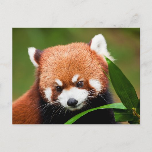 Schattige Rode Panda Briefkaart (Voorkant)