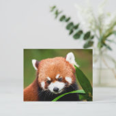 Schattige Rode Panda Briefkaart (Staand voorkant)