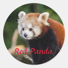 Schattige rode panda foto ronde sticker