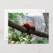 schattige rode panda gek briefkaart (Voorkant / Achterkant)