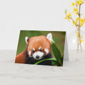 Schattige Rode Panda Kaart (Gele Bloem)