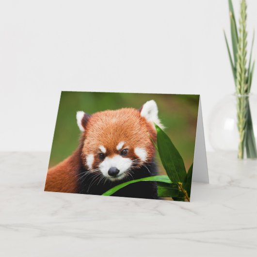 Schattige Rode Panda Kaart (Voorkant)