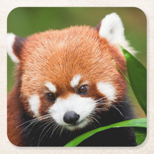 Schattige Rode Panda Kartonnen Onderzetters