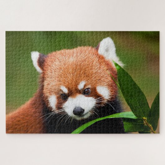 Schattige Rode Panda Legpuzzel (Horizontaal)