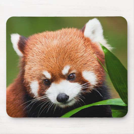 Schattige Rode Panda Muismat (Voorkant)