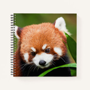 Schattige Rode Panda Notitieboek