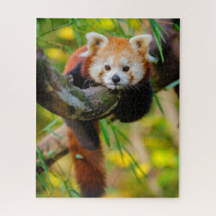 Schattige Rode Panda Puzzle Legpuzzel