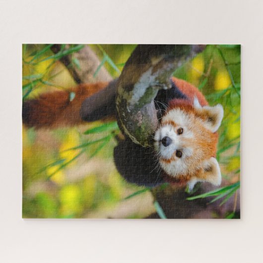 Schattige Rode Panda Puzzle  Legpuzzel (Horizontaal)