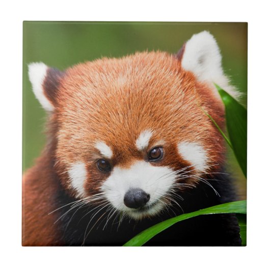 Schattige Rode Panda Tegeltje (Voorkant)