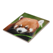 Schattige Rode Panda Tegeltje (Zijkant)