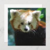 Schattige Rode Panda-uitnodigingen Kaart (Voorkant / Achterkant)