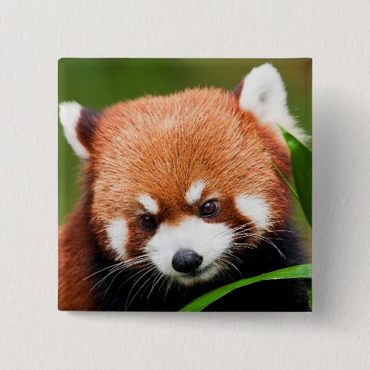 Schattige Rode Panda Vierkante Button 5,1 Cm (Voorkant)