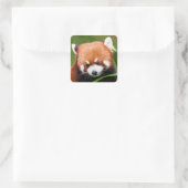 Schattige Rode Panda Vierkante Sticker (Tas)