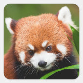 Schattige Rode Panda Vierkante Sticker (Voorkant)