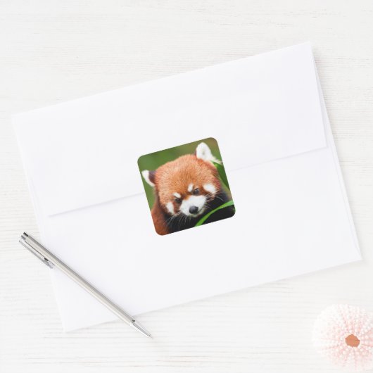 Schattige Rode Panda Vierkante Sticker (Envelop)
