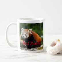 Schattige rode pandafotografie