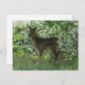 Schattige Roe Herten in het Forrest DIY Briefkaart (Voorkant / Achterkant)
