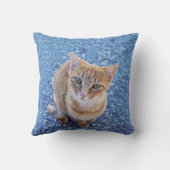 Schattige rood kitten op blauw kussen (Achterkant)
