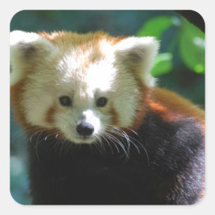 Schattige Rood Panda Stickers