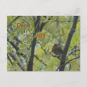 Schattige Roodborst in Boom Bedankt Ansichtkaart Briefkaart