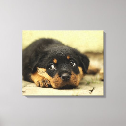 Schattige rottweiler canvas afdruk (Voorkant)