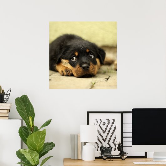 Schattige rottweiler poster (Thuiskantoor)