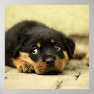 Schattige rottweiler poster