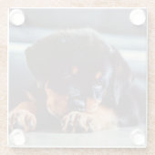 Schattige rottweiler Puppy Dog Resting Glazen Onderzetter (Achterkant)
