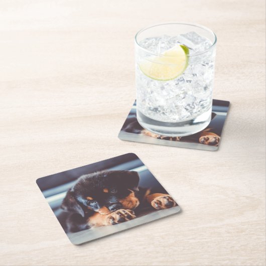 Schattige rottweiler Puppy Dog Resting Kartonnen Onderzetters (Insitu)