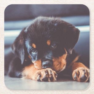 Schattige rottweiler Puppy Dog Resting Kartonnen Onderzetters