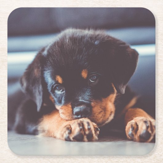 Schattige rottweiler Puppy Dog Resting Kartonnen Onderzetters (Voorkant)