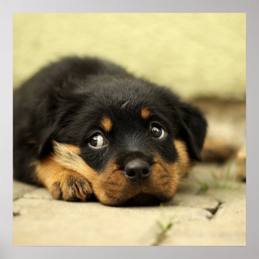 Schattige Rottweiler Puppy Poster (Voorkant)