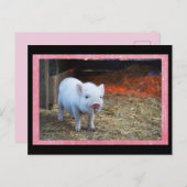 Schattige Roze Piglet Postcrossing Briefkaart (Voorkant / Achterkant)