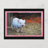 Schattige Roze Piglet Postcrossing Briefkaart (Voorkant)