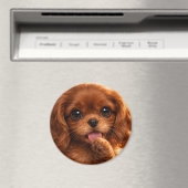 Schattige Ruby Cavalier Spaniel Magneet (Insitu (Vaatwasser))