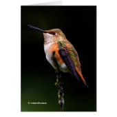Schattige Rufous Hummingbird op Branch (Voorkant)