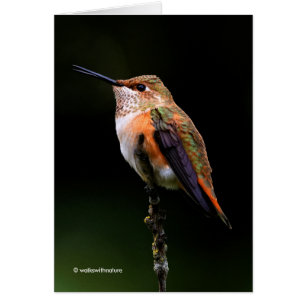 Schattige Rufous Hummingbird op Branch
