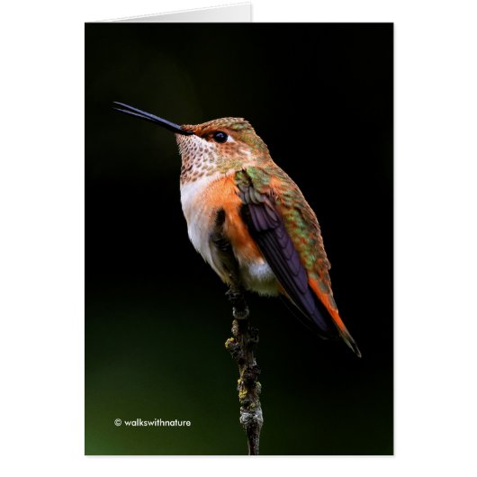 Schattige Rufous Hummingbird op Branch (Voorkant)