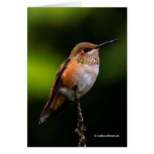 Schattige Rufous Hummingbird op Branch (Voorkant)