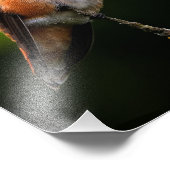 Schattige Rufous Hummingbird op Branch Foto Afdruk (Hoek)