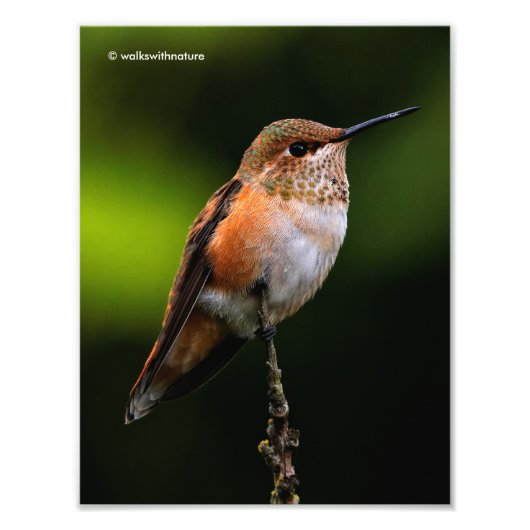 Schattige Rufous Hummingbird op Branch Foto Afdruk (Voorkant)