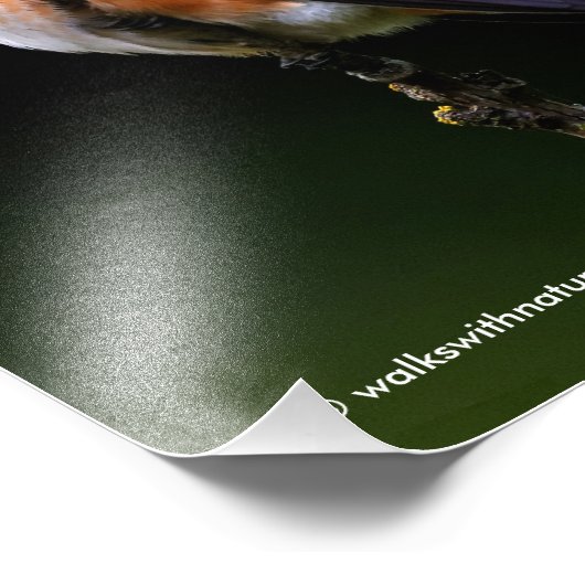 Schattige Rufous Hummingbird op Branch Foto Afdruk (Hoek)