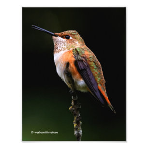 Schattige Rufous Hummingbird op Branch Foto Afdruk