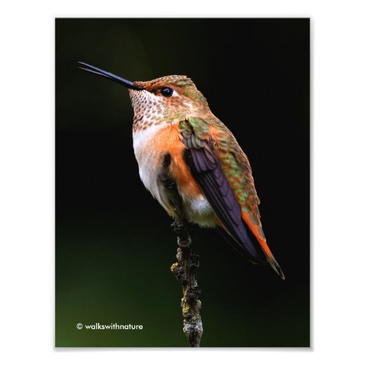 Schattige Rufous Hummingbird op Branch Foto Afdruk (Voorkant)
