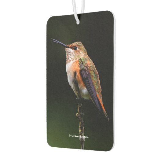 Schattige Rufous Hummingbird op Branch Luchtverfrisser (Links)