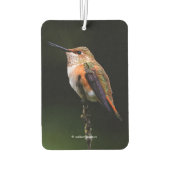 Schattige Rufous Hummingbird op Branch Luchtverfrisser (Achterkant)