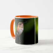 Schattige Rufous Hummingbird op Branch Mok (Voorkant links)