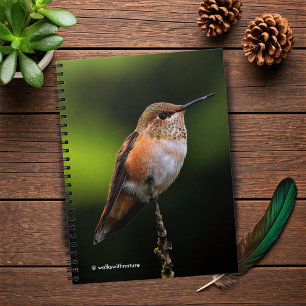 Schattige Rufous Hummingbird op Branch Notitieboek