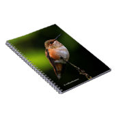 Schattige Rufous Hummingbird op Branch Notitieboek (Rechterzijde)